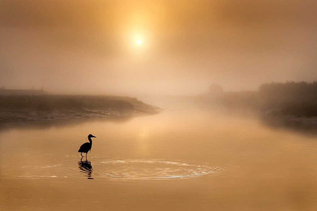 bird, grey heron, morning